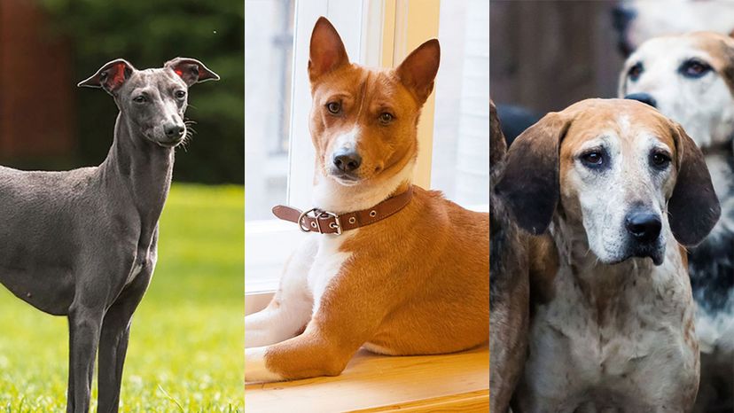 Can You Identify These Short-Haired Dog Breeds from an Image? | Zoo