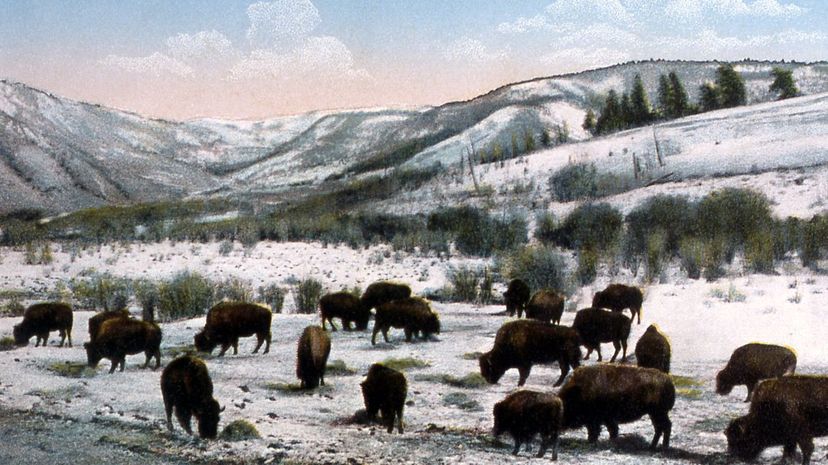 Buffalo Herd