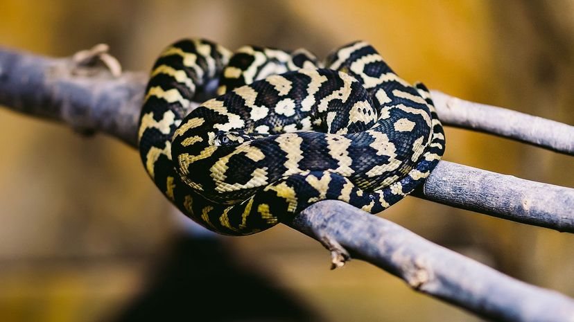 Carpet python