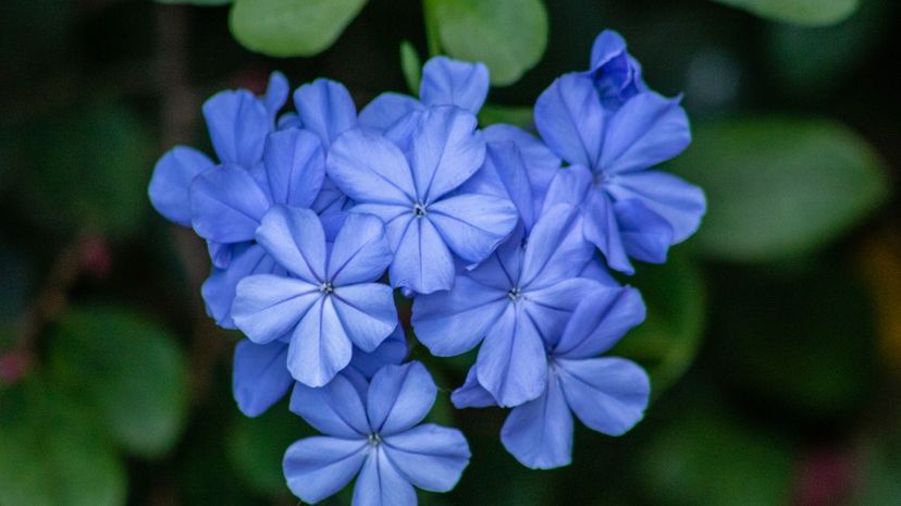 Leadwort