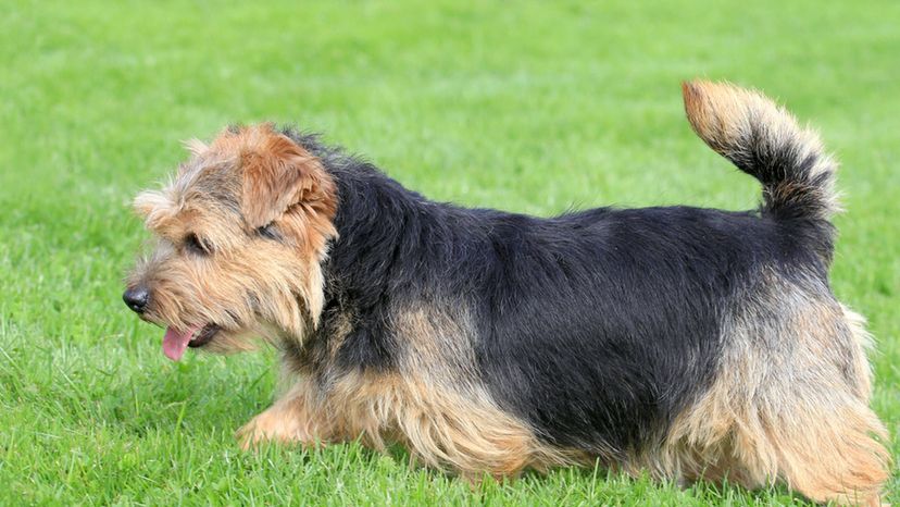 Norfolk Terrier