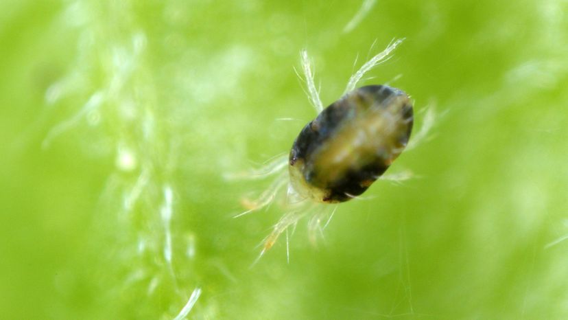 spider mite