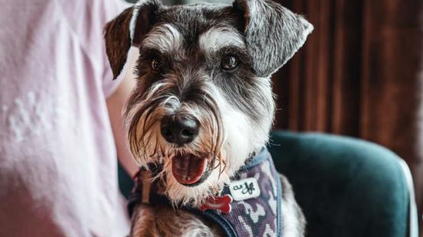 Schnauzer