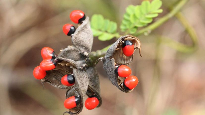 Rosary Pea