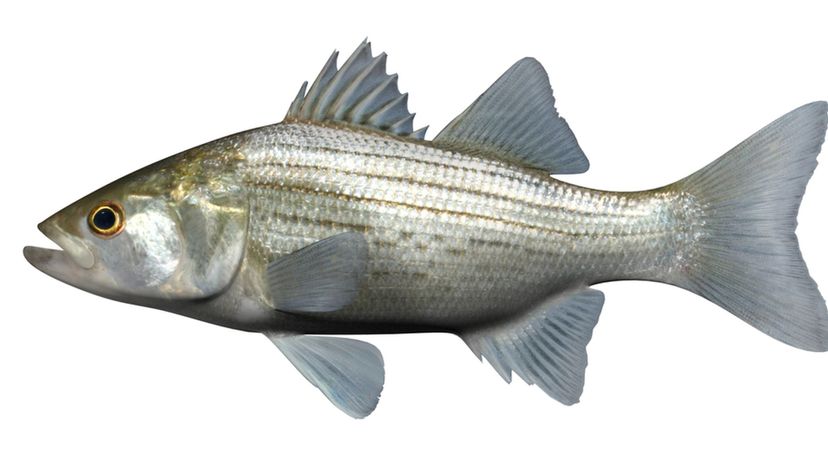 White Bass