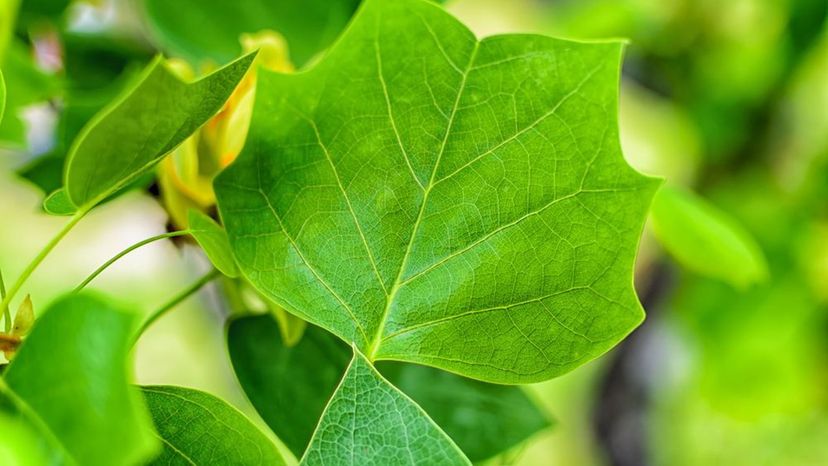 Tulip Tree