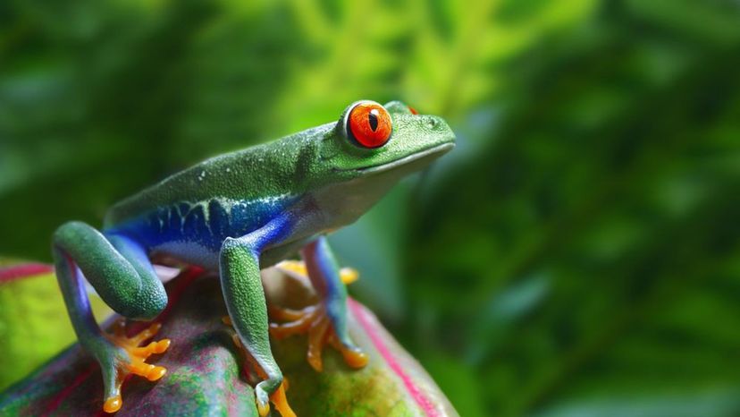 Red-Eyed Tree Frog