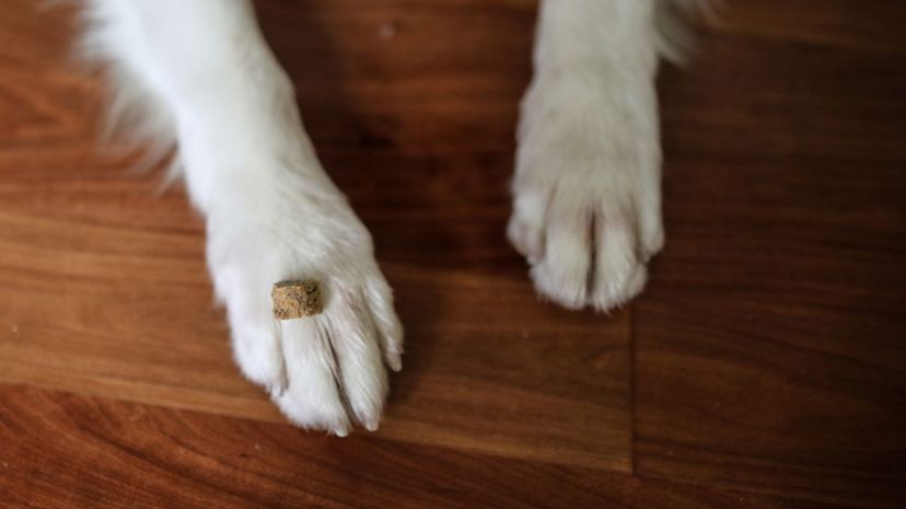 Q 24 Australian Shepherd