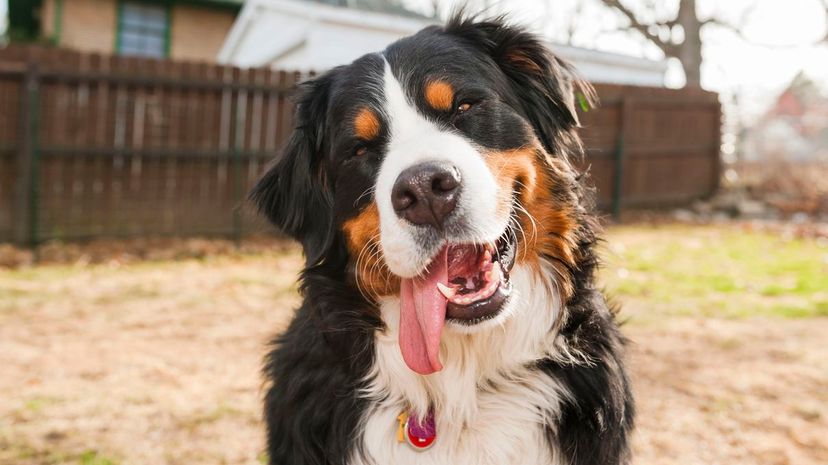 Bernese Mountain Dog