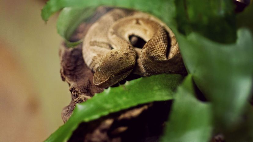 Golden Lancehead