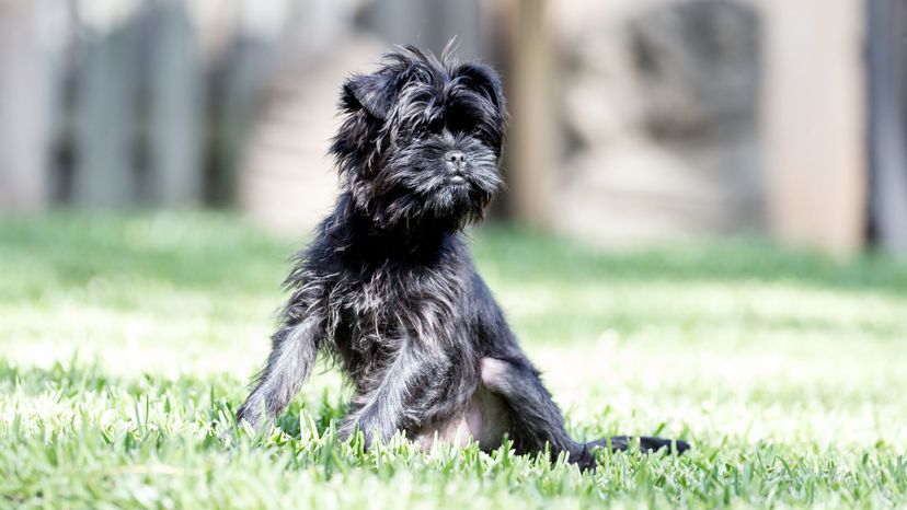 Affenpinscher