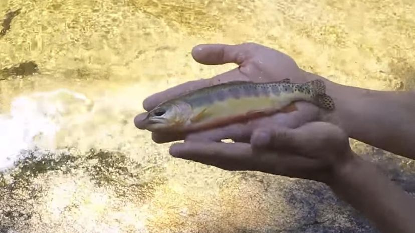 Sacramento Golden Trout