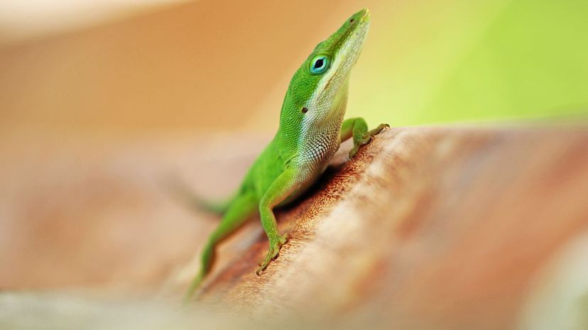 Green Anole