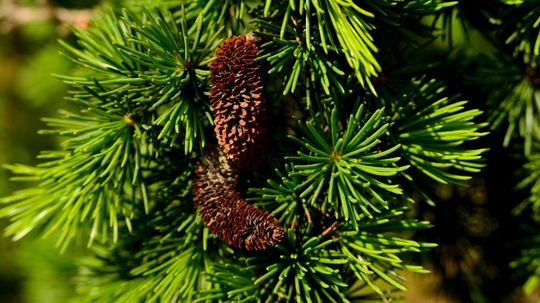 Can You Identify All of These Coniferous Trees?