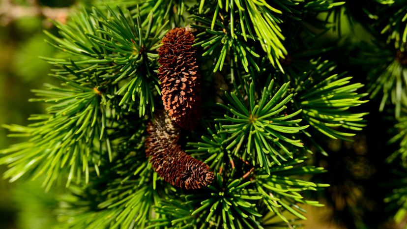 Can You Identify All of These Coniferous Trees?