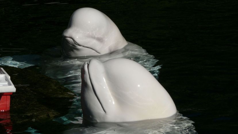 Beluga