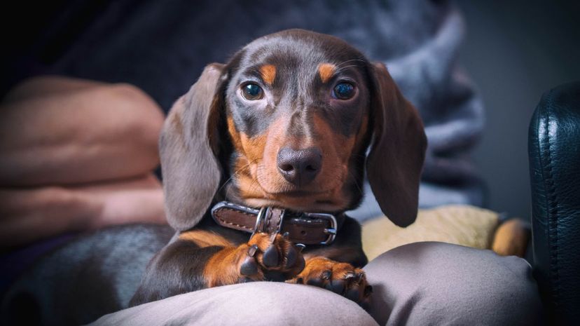 Dachshund