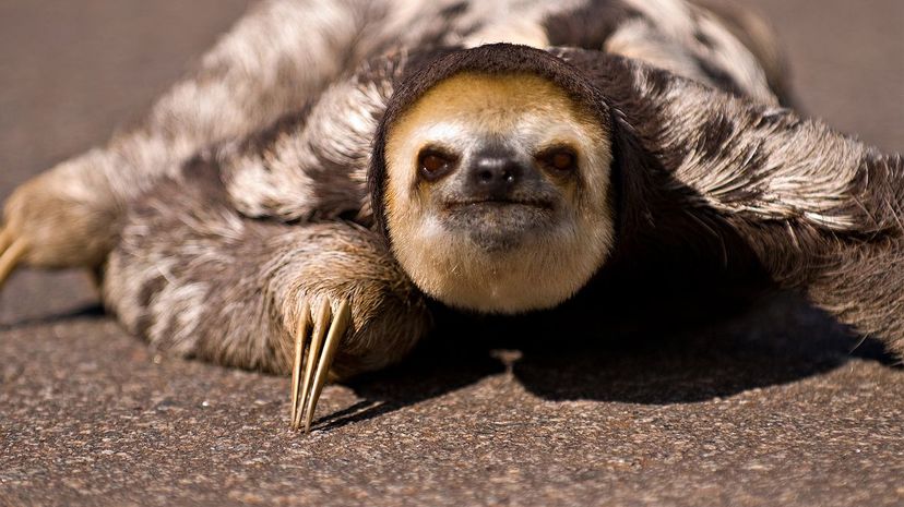 Sloth