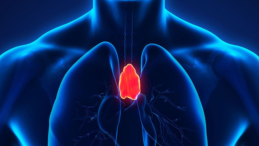 thymus