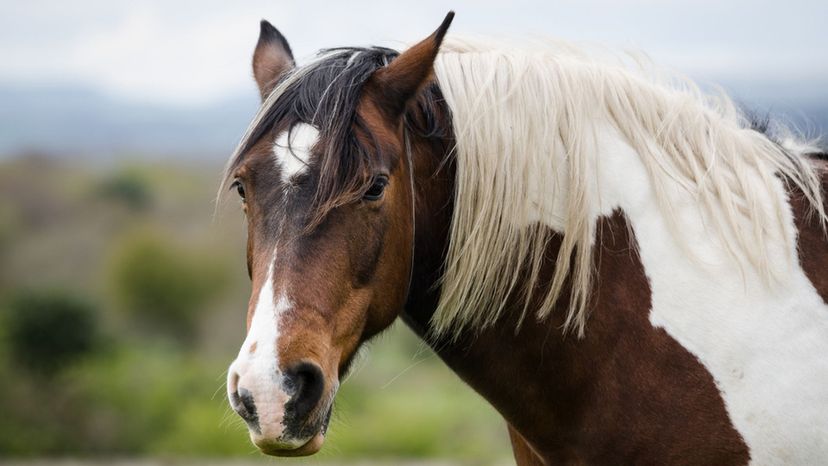 Can You Guess These Horse Breeds in this Hidden Picture Game?