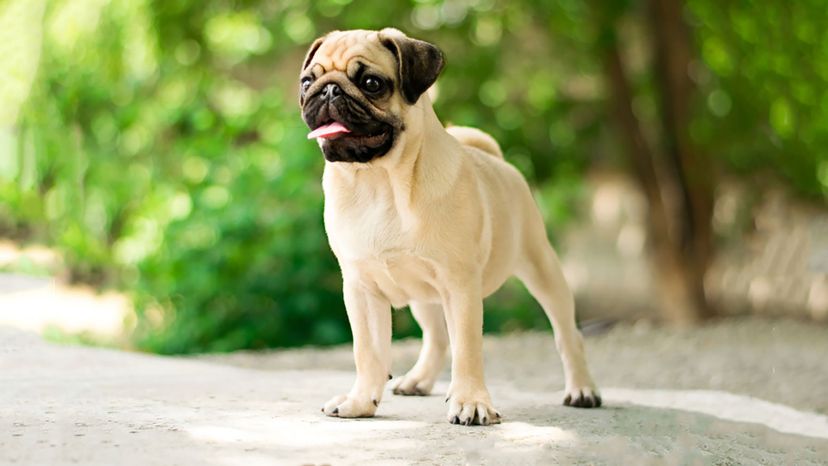 pug