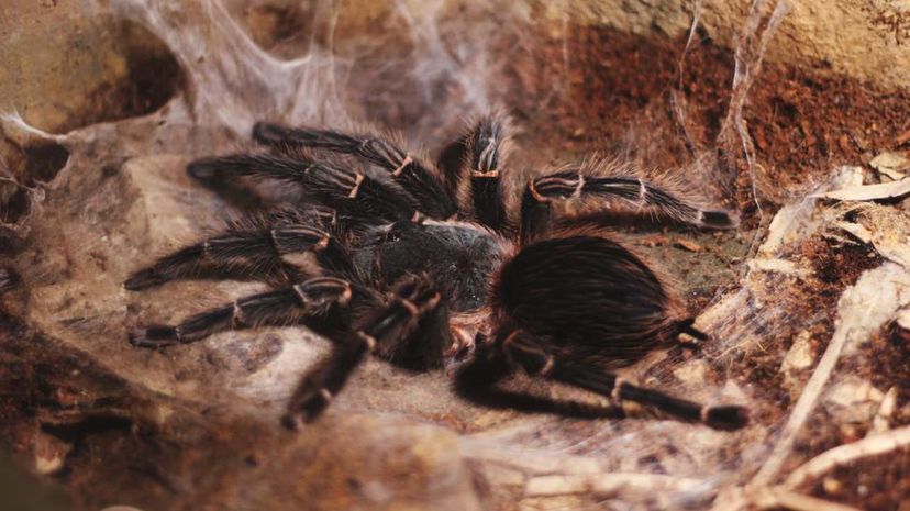 Tarantula