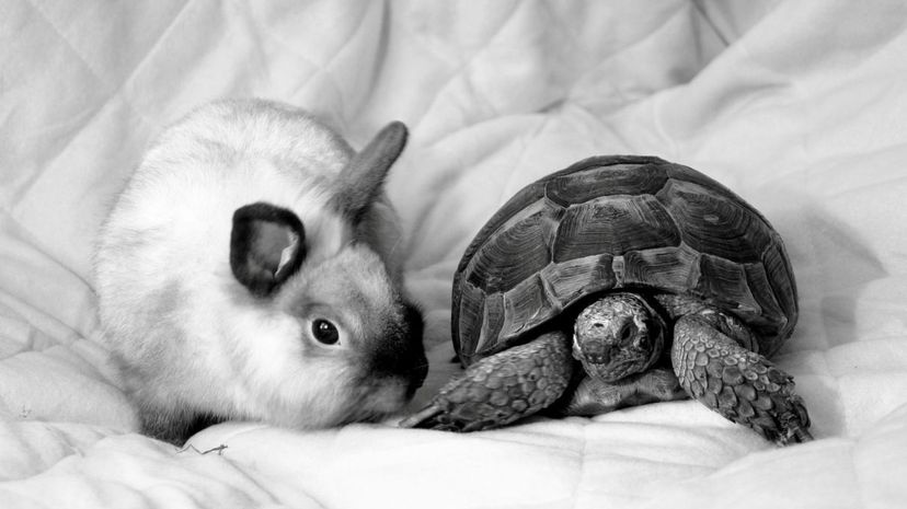 tortoise and rabbit