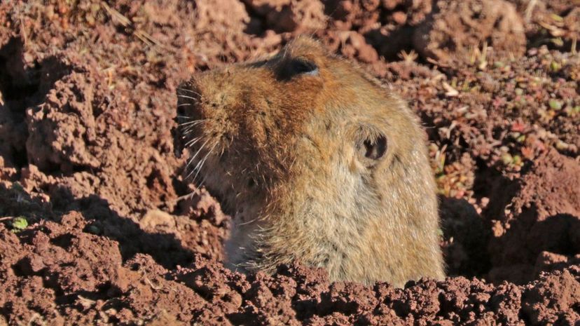 Big-headed African mole-rat