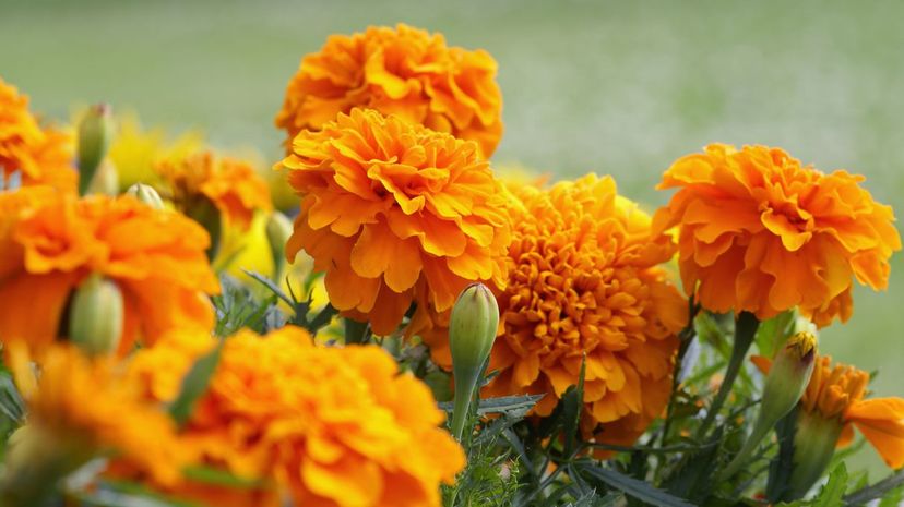 08_annuals_marigolds
