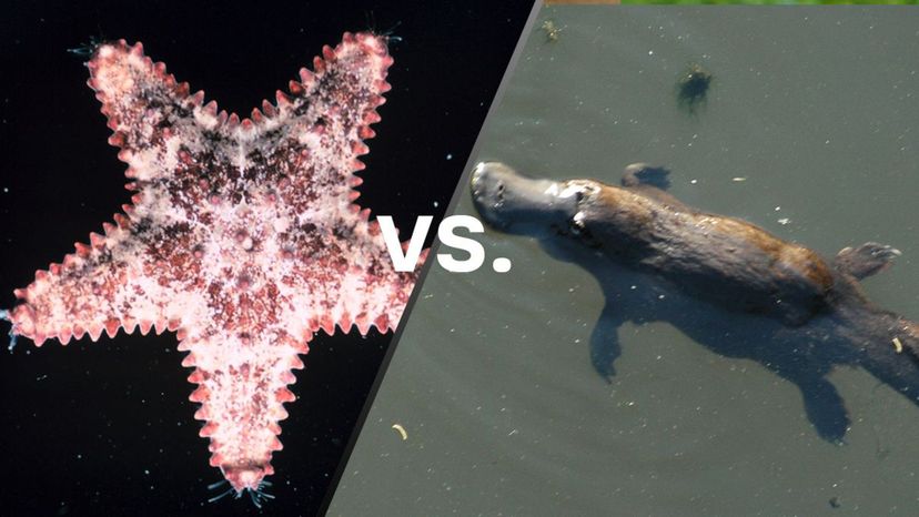 Starfish vs PLatypus