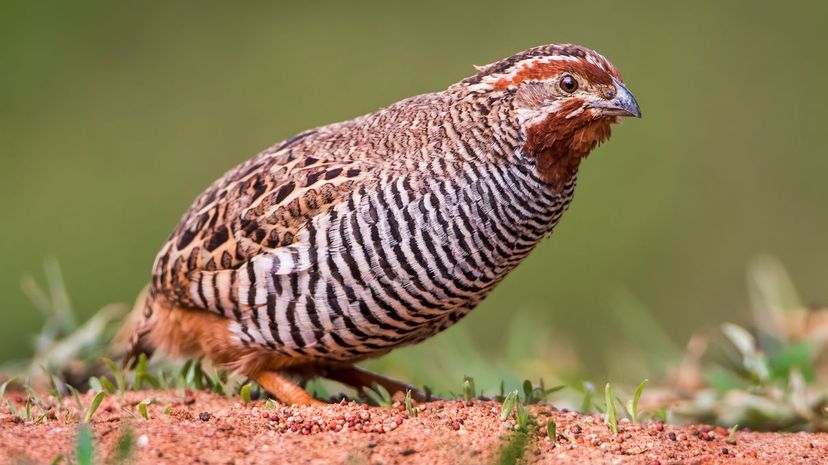 Quail