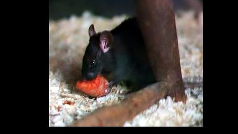 Black Rat