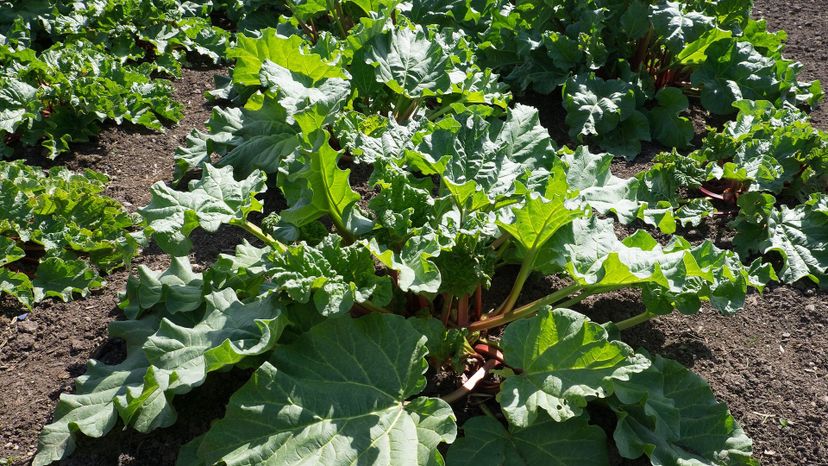 Rhubarb (rheum rhabarbarum)