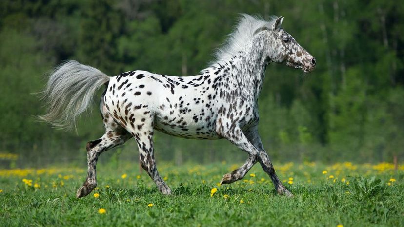 Can You Guess These Horse Breeds in this Hidden Picture Game