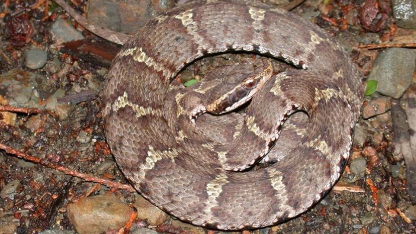 mamushi pit viper