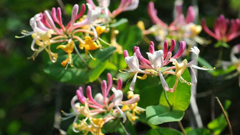 Honeysuckle