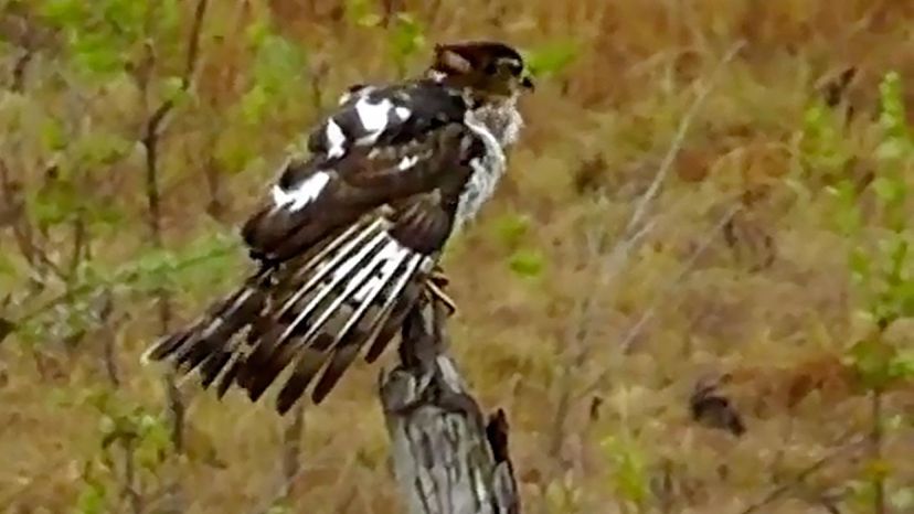 African Cuckoo-Hawk