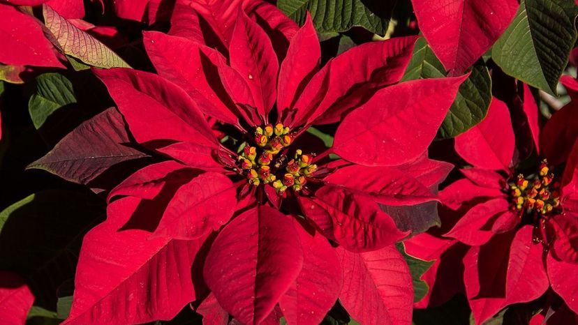 Poinsettia