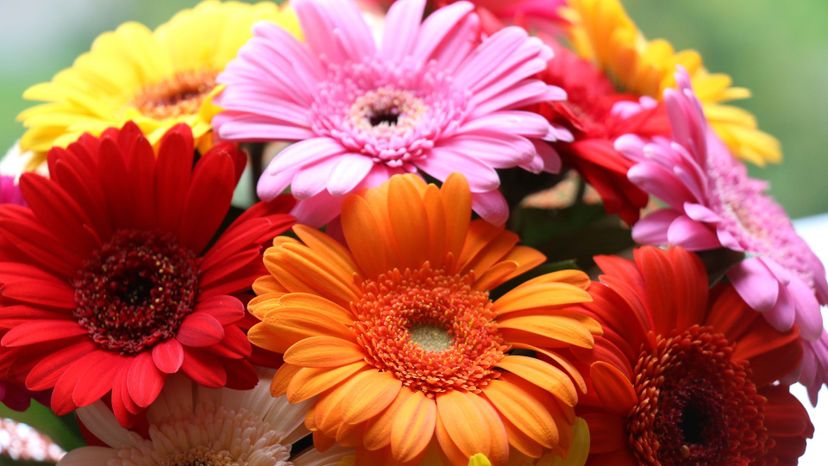 Gerberas