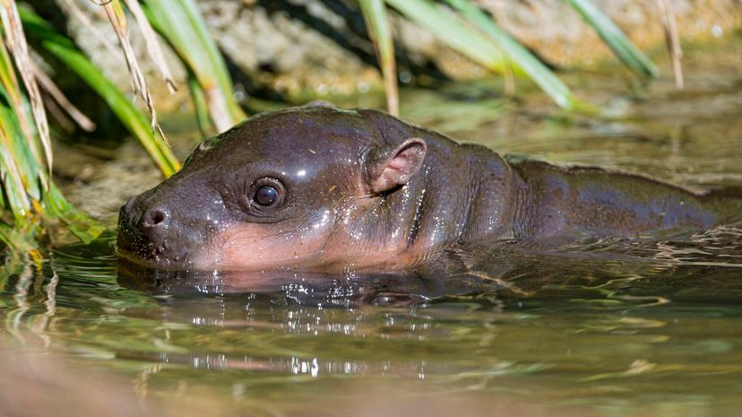 Pygmy Hippo