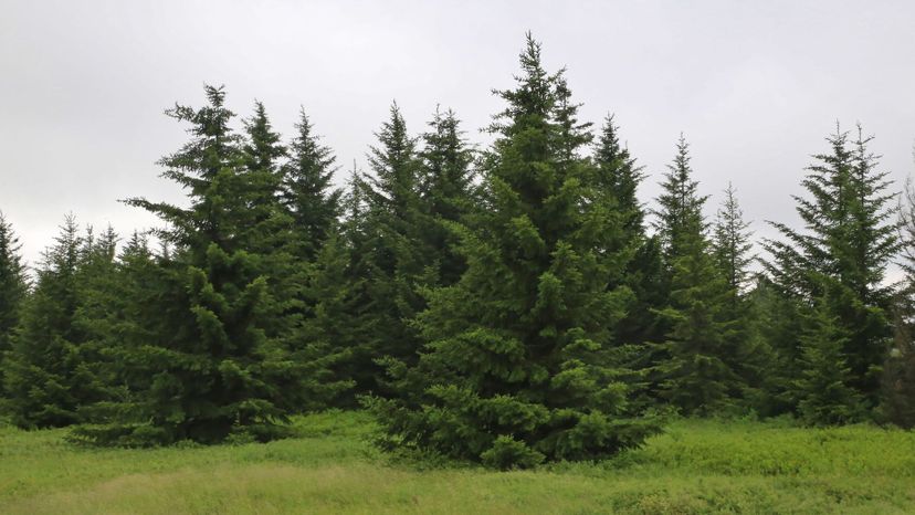 16 red spruce GettyImages-1056363260