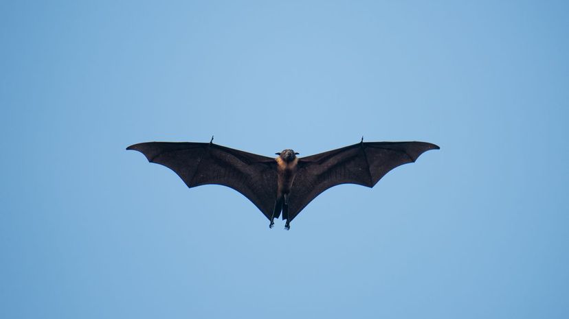 Large bat