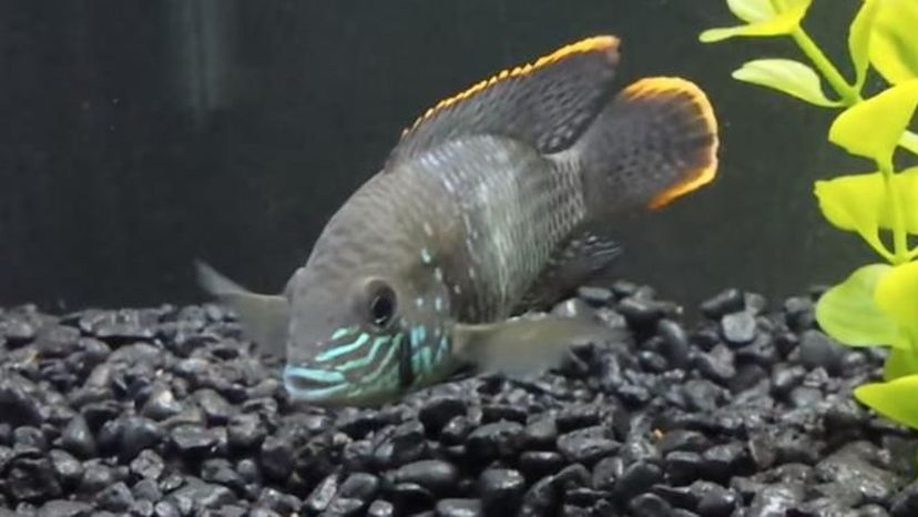 Green terror fish