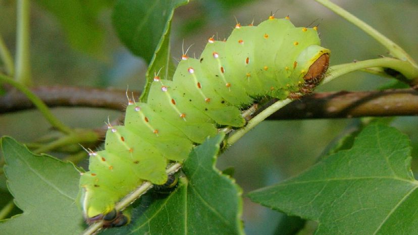 Giant Silkworm Moth Caterpillar