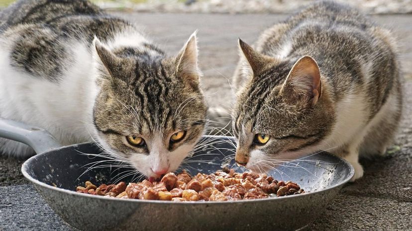 Cats eating