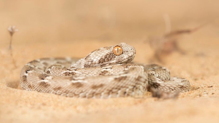 saw-scaled viper