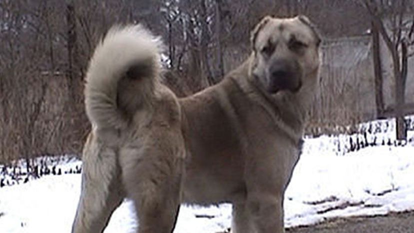Armenian gampr dog