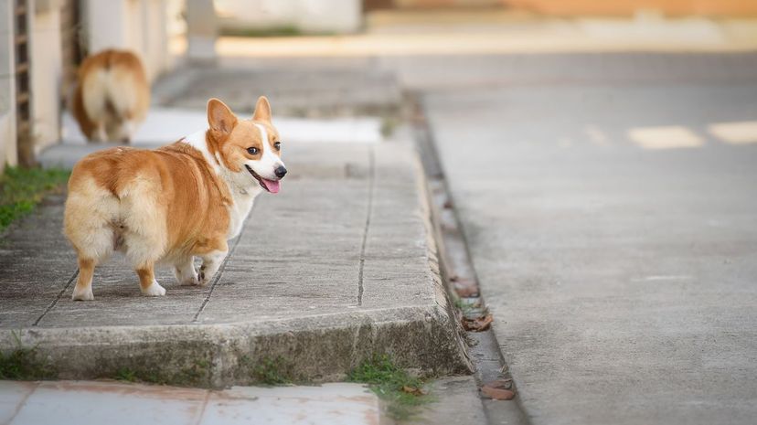 Pembroke Welsh Corgi