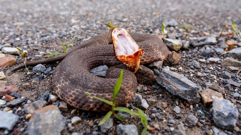 Cottonmouth