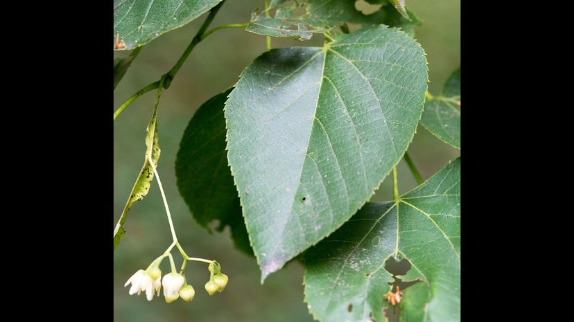 American basswood